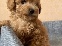 Toy poodle kore yavrular