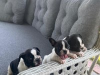 2 Aylık French Bulldog Yavruları