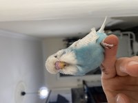 Yavru jumbo erkek muhabbet kuşu