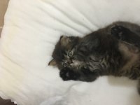 Pamuk babanın kara kuzusu british longhair