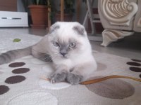 Scottish Fold 6 Aylık Erkek Yavru
