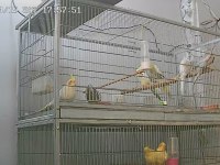 Sultan papağanı ve muhabbet kuşu