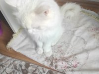 1 yaşında erkek british longhair