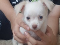 2 Aylık Chihuahua yavruları