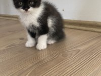 Scottish fold yavrular