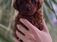 Teacup kore poodle yavruları