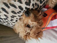 5.5 aylık poodle oğlan