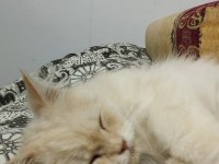 ACİL SOKAKTA BULUNDU KEDİMİZ SAHİPLENDİRİLECEKTİR