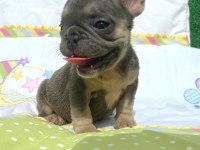 FRENCH BULLDOG