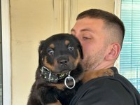 2 aylık düzgün aile bakabilecek birileri rottweiler