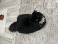 Scottish fold 1,5 yaşında dişi