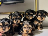Bebek Yorkie Yavruları