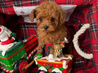 Toy poodle puppy