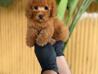 Toy Poodle Bebekler Referans Yavru