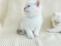 British shorthair kardeşler