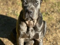 Ruhsatlı Köpek Çifliğinden Cane Corso Yavrular A Scrli