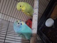 Muhabbet kuşu çift dişi ve erkek