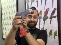 100 KELİME KONUŞAN FULL EVCİL JAKO PAPAĞANI