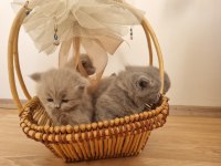 Safkan british shorthair yavrular