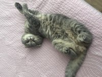 İki yaşındaki scottish fold oğlumuza kız arıyoruz