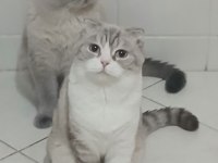 Mama karşılığı british shorthair