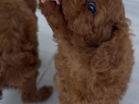 Toy poodle red brown dişi ve erkek
