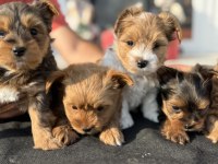 Petmode Köpek Çiftliğinden Tea Cup Morkie Yavrular