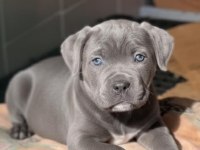 Blue cane corso yavrusu
