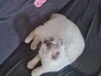 Scottish Fold Dişi (Kısırlaştırılmış)