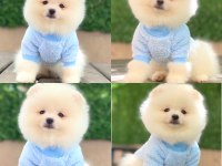 Pomeranian Boo Dişi Erkek Yavrular