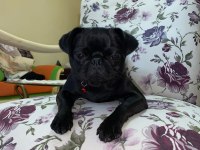 7 aylık dişi Pug