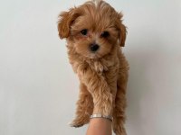 ÜST KALİTE MALTİPOO BEBEKLERİM