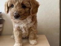 1.5 AYLIK ORJİNAL MALTİPOO YAVRULARI