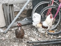 Satılık 1 horoz 9 köy tavuğu 6 kel tavuk 5 yarka
