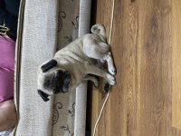 Safkan gül kuyruk pug
