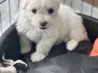 Dişi maltipoo yavru köpeğimiz