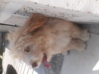 Maltese terrier yavru köpeğimiz