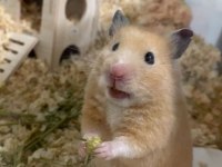 Hamster ve eşyaları