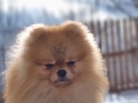 Ayı surat şecereli pomeranian boo erkek