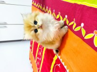 Full Şecereli Ny 11 British Longhair 56 Günlük Kızım