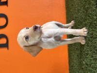 Rehber labrador retriever bebekler