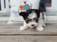 Ankarada yasal ruhsatlı çiftlikden morkie yavrumuz
