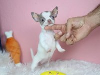Egzotic Lilac White Chihuahua