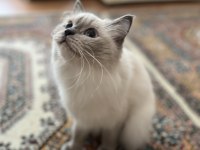 Dişi ragdoll kedime eş arıyorum