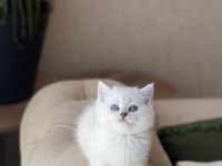 SEVİMLİ SURAT BRİTİSH SHORTHAİR YAVRUM