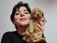 APRİCOT POODLE YAVRULARIMIZ PET PASAPORTLU