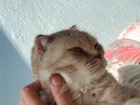 1.5 yaşında dişi scottish fold