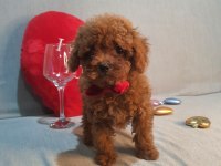 Oyuncak değil gerçek poodle köpekler