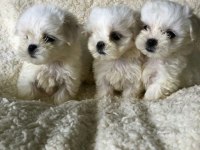 Maltese Terrier Adrese Teslim, Kapıda Ödeme Yapabilirsiniz