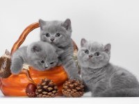 British Shorthair 2,5 Aylık Kedisi